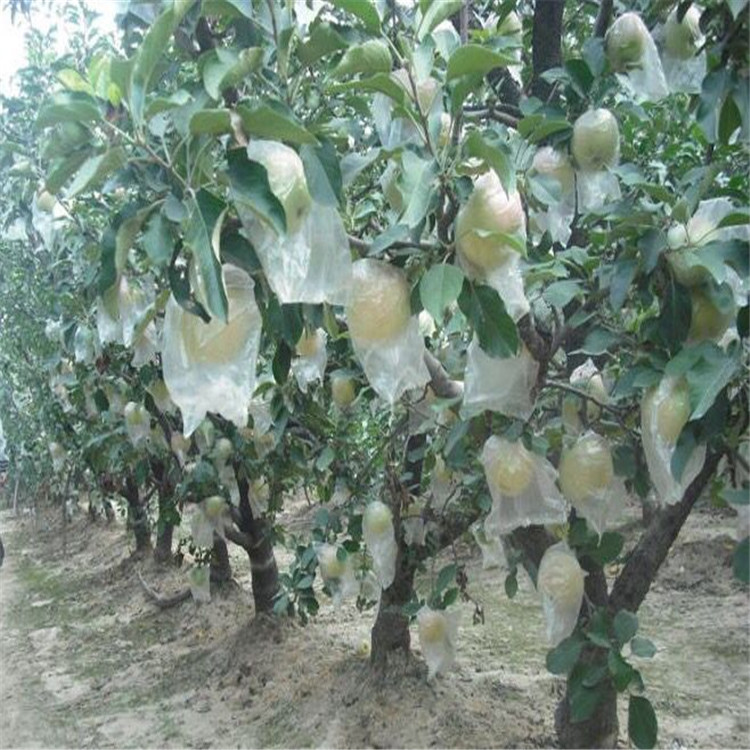 資訊：海淀維納斯蘋果苗*栽培技術(shù)