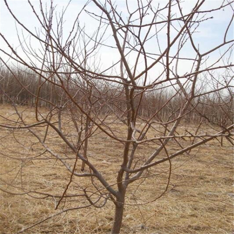 資訊：鞍山紅蛇果蘋果苗*農科院培育基地
