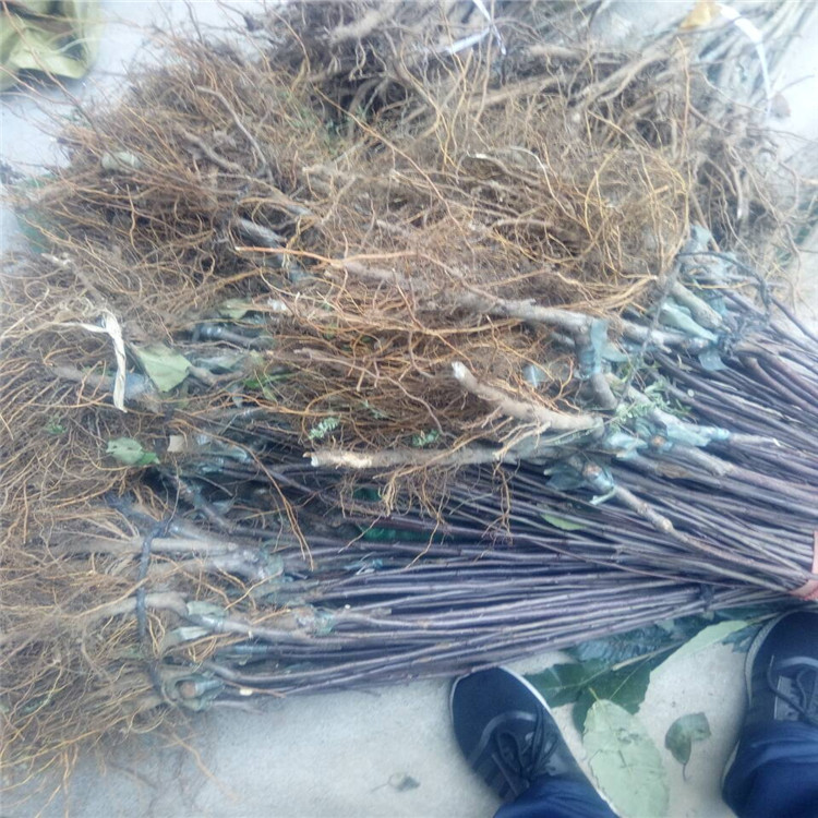 新聞：淄博花牛蘋果苗*新品種