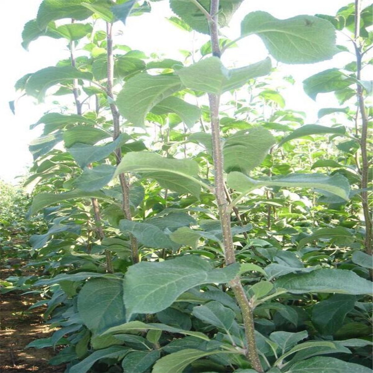 新聞：白城煙富8號(hào)蘋(píng)果苗*適合什么土壤