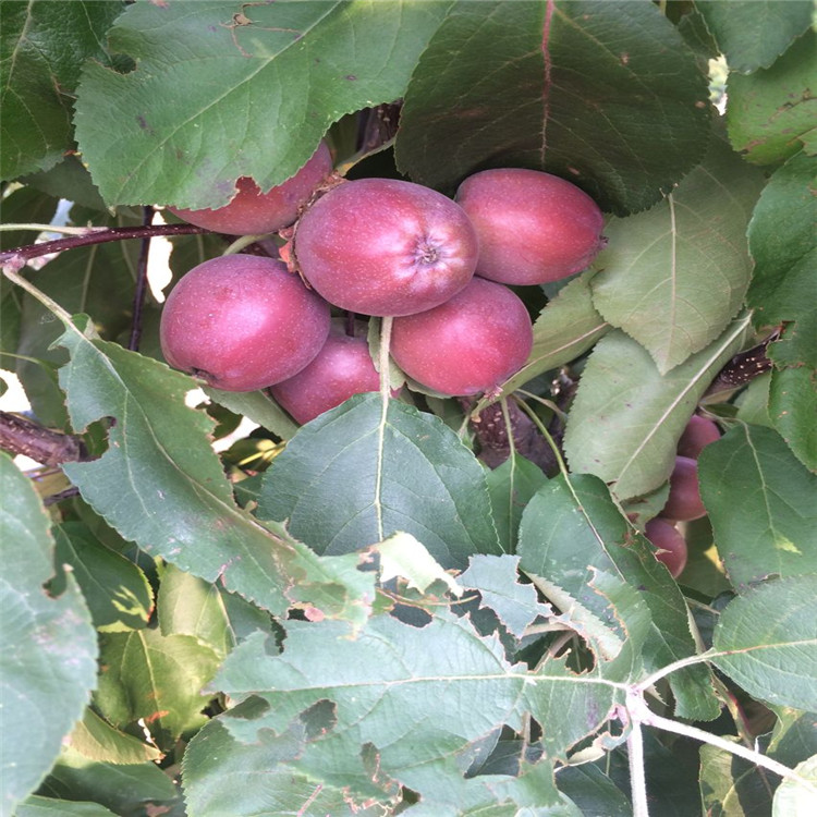 資訊：湛江紅嘎啦蘋果苗*農(nóng)科院培育基地