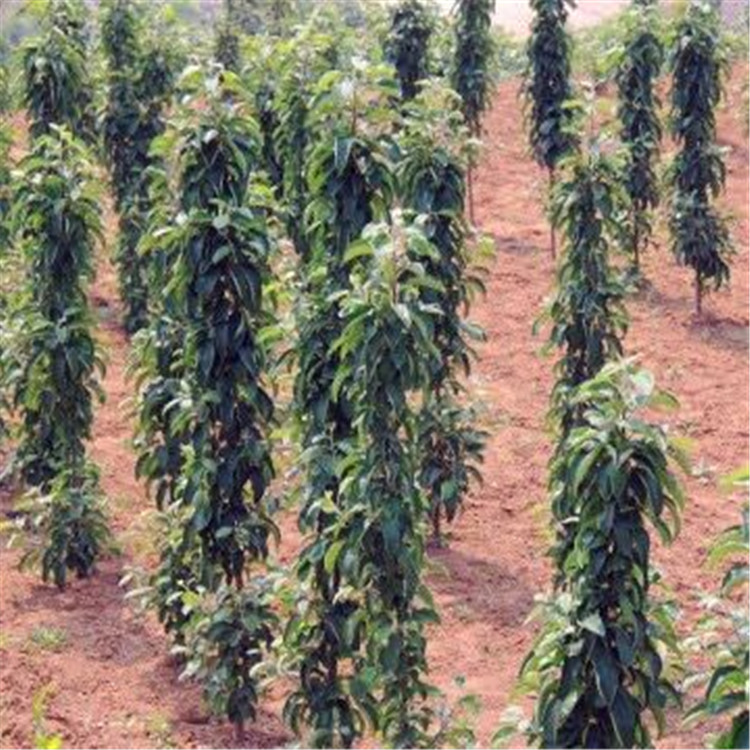 新聞：許昌維納斯蘋果苗*病蟲