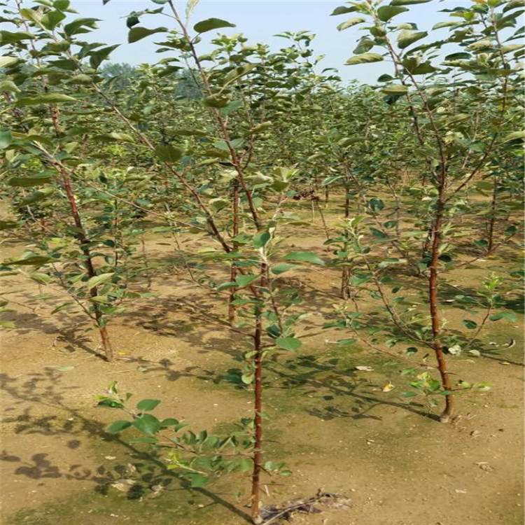 資訊：海淀維納斯蘋果苗*栽培技術(shù)