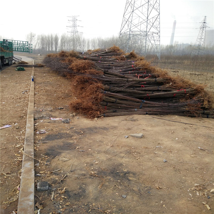 資訊：海淀維納斯蘋果苗*栽培技術(shù)