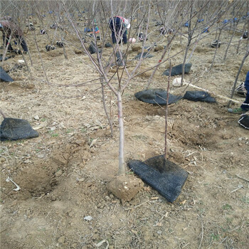 资讯：银川寒富苹果苗栽培技术