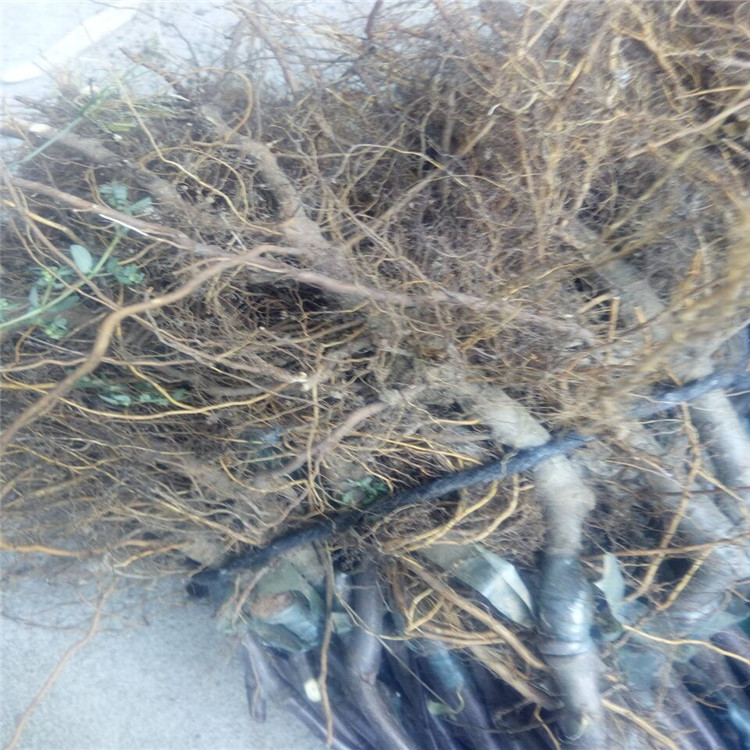 熱點資訊上海黑蘋果苗栽培技術(shù)