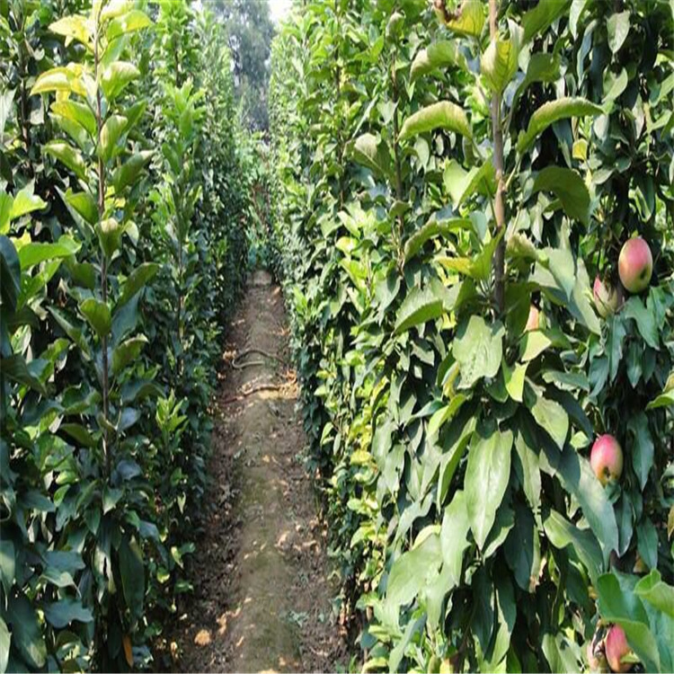 熱點資訊廣東3公分新紅星蘋果苗農(nóng)科院培育基地