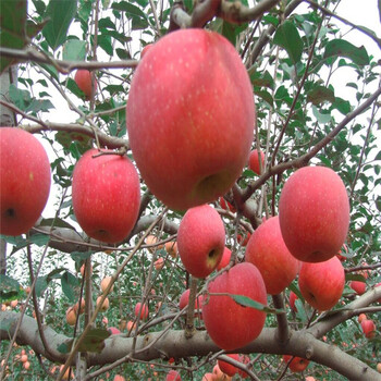 熱點(diǎn)新聞貴州紅將軍蘋(píng)果苗病蟲(chóng)防治