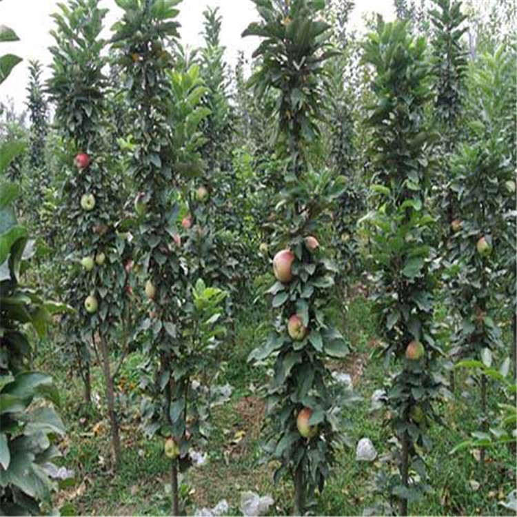 熱點(diǎn)資訊江蘇瑞雪蘋(píng)果苗基地種植