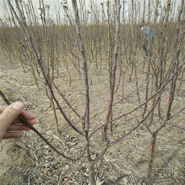 热点资讯湖北红蛇果苹果苗怎么