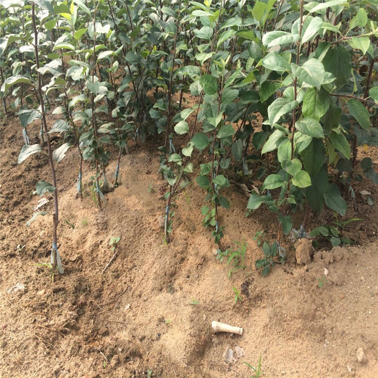 熱點(diǎn)資訊甘肅紅肉蘋果苗栽培技術(shù)