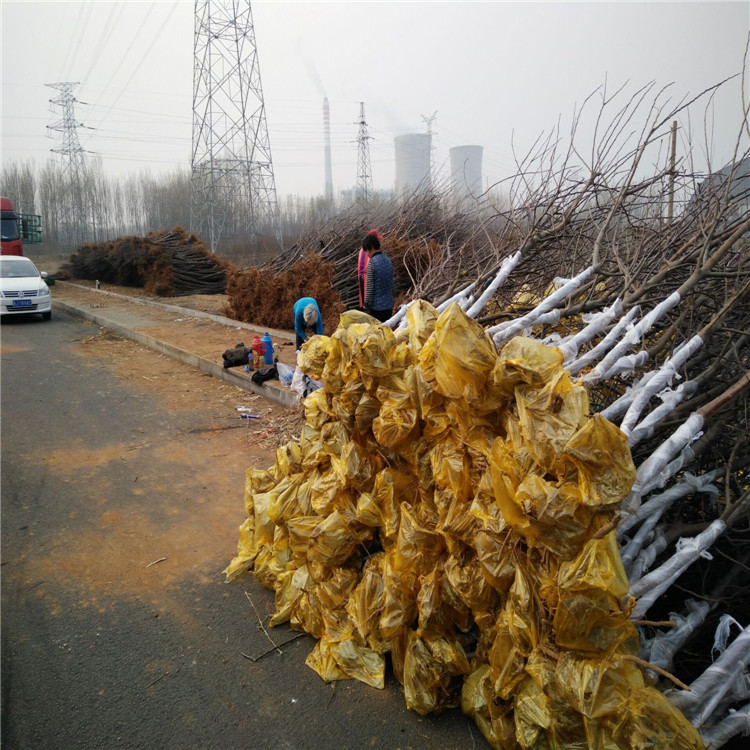 熱點(diǎn)資訊甘肅紅肉蘋果苗栽培技術(shù)