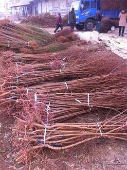 熱點(diǎn)資訊北辰巨蜜王杏樹苗農(nóng)科院培育基地