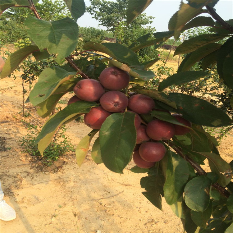 熱點(diǎn)資訊奉節(jié)瑞陽(yáng)蘋果苗農(nóng)科院培育基地