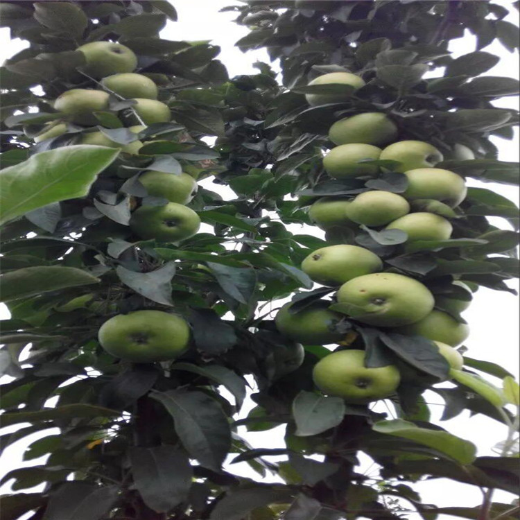 熱點(diǎn)資訊阿克蘇紅星蘋果苗格