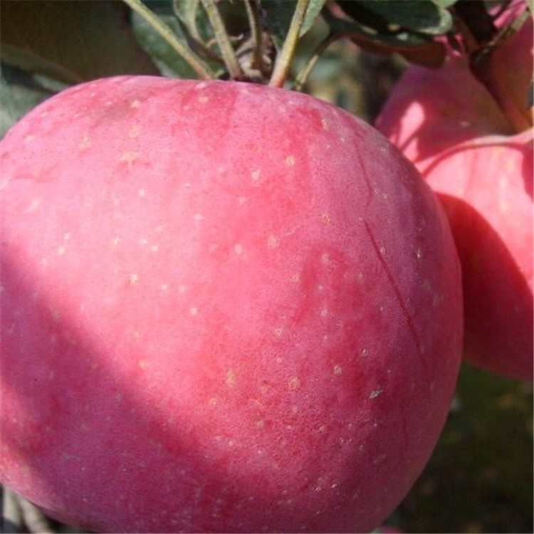 熱點資訊諸城3公分紅色之愛蘋果苗栽培技術(shù)