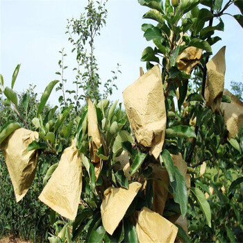 熱點資訊奉節(jié)瑞陽蘋果苗農(nóng)科院培育基地