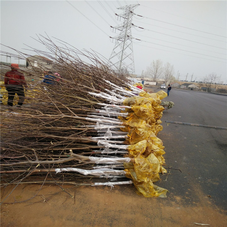 熱點(diǎn)新聞安順煙富10號蘋果苗一棵樹產(chǎn)多少斤