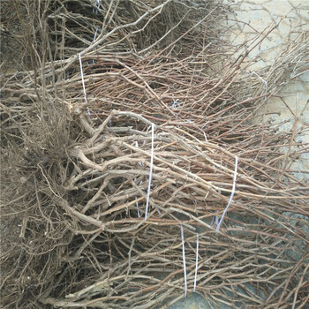 熱點(diǎn)資訊南通寶光葡萄苗基地種植