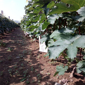 热点资讯四川克伦生葡萄苗农科院培育基地