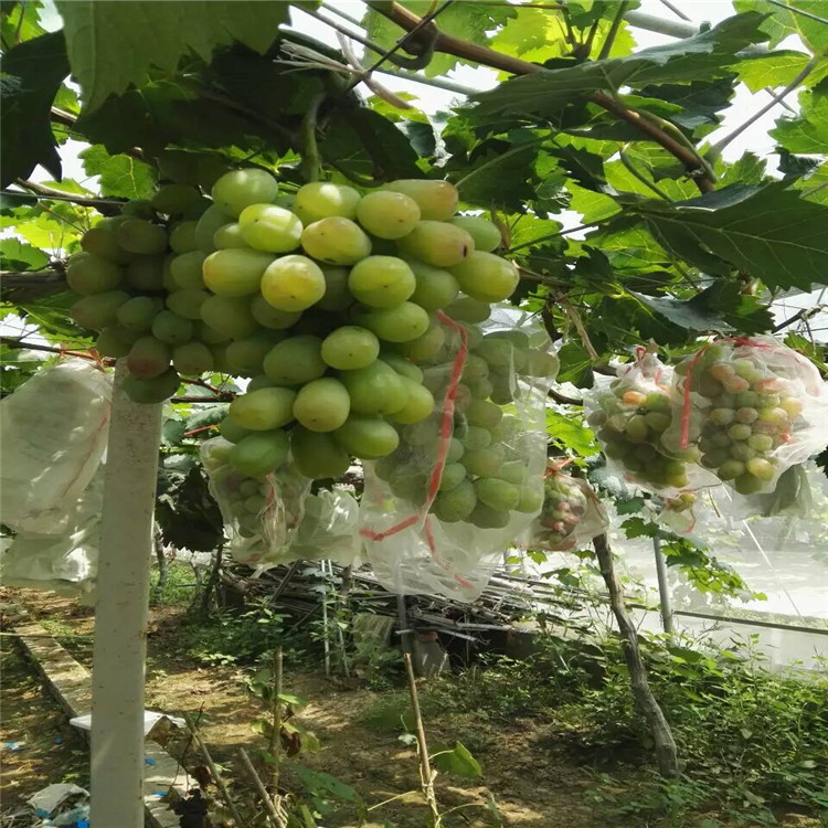 热点资讯亳州醉金香葡萄苗栽培技术