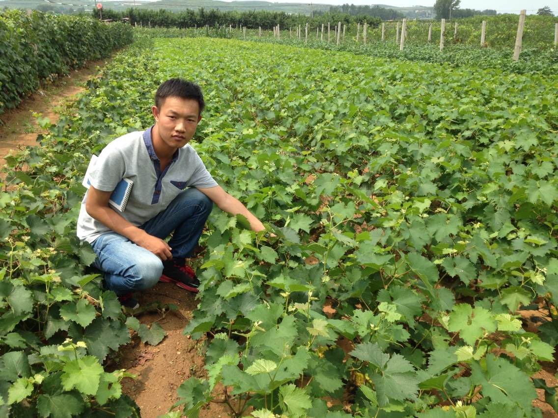 热点资讯密云无核早红葡萄苗基地种植