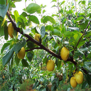 热点新闻临沂红香酥梨树苗一棵树产多少斤