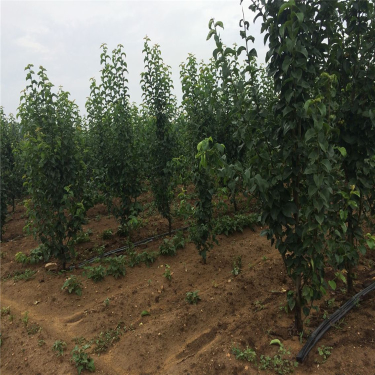 热点新闻唐山2公分全红梨树苗成活率高