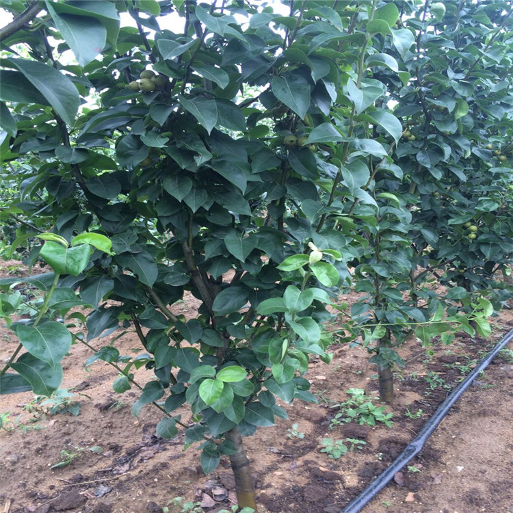 热点新闻唐山2公分全红梨树苗成活率高