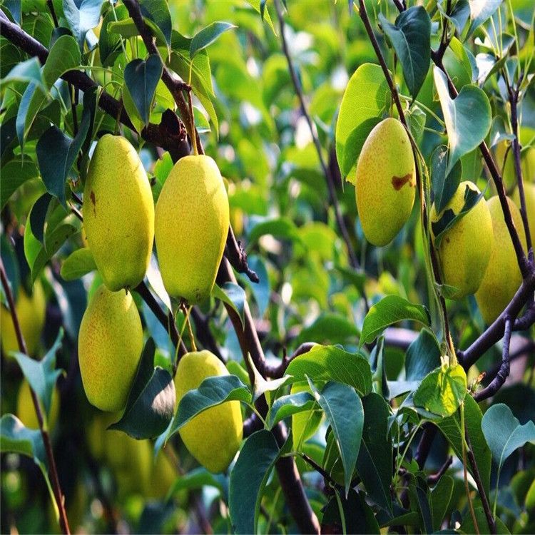 热点资讯锦州翠冠梨树苗基地种植