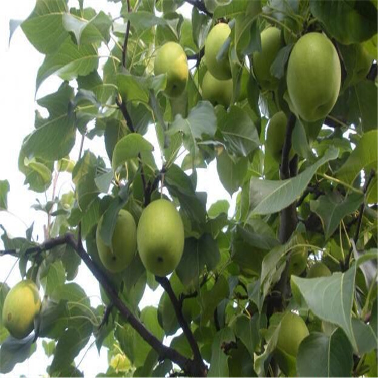 热点新闻晋城3公分梨树苗新品种