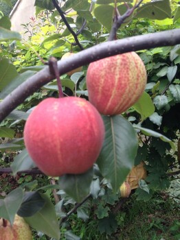 热点新闻吉安新品种梨树苗一亩地种多少棵
