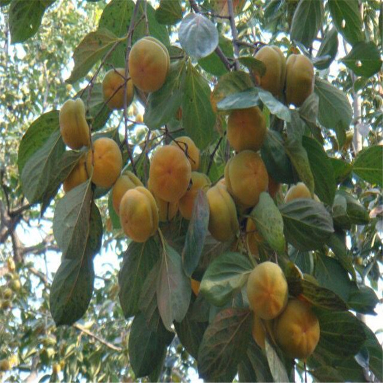 熱點(diǎn)資訊四川三代斤柿栽培技術(shù)