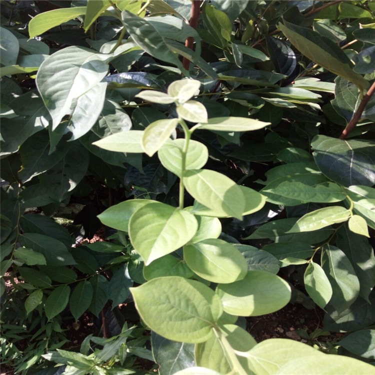 熱點(diǎn)資訊上海藤八柿子苗畝產(chǎn)量多少