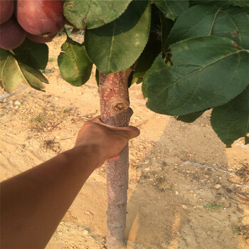 热点资讯三门峡黑钻苹果苗一棵树产多少斤