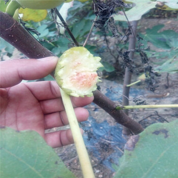 张掖当年无花果苗基地种植果业