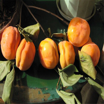南汇富有甜柿子苗怎么管理农业