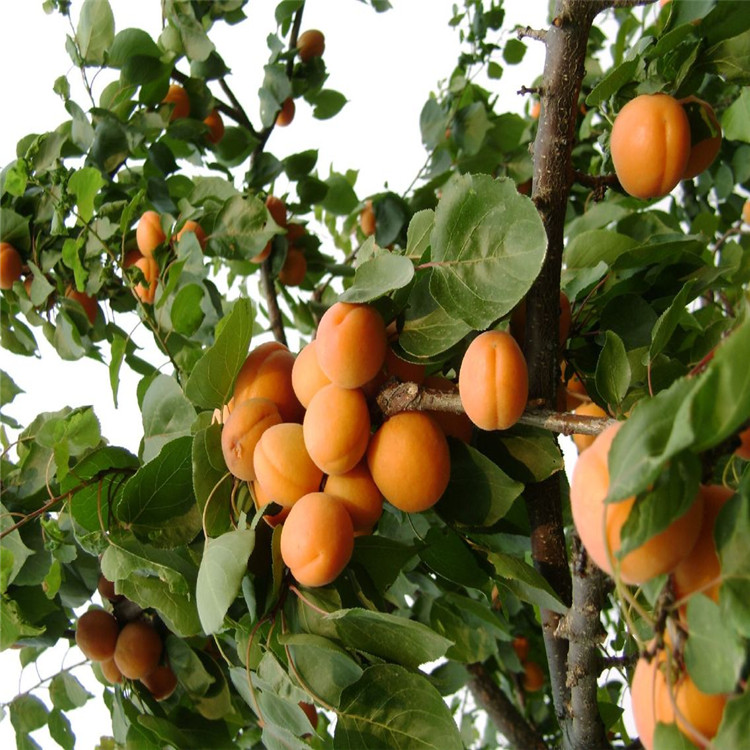 克拉玛依桃巴达杏树苗成活率高新品种