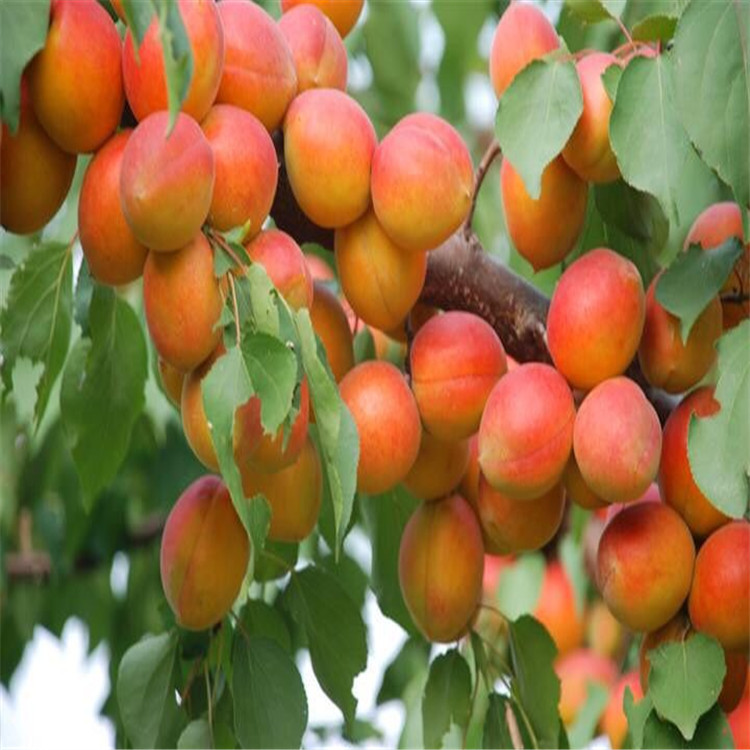 喀什红丰杏树苗一棵树产多少斤苗圃