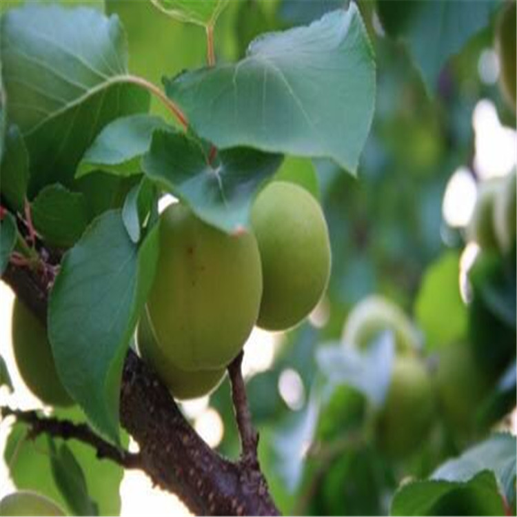 北海珍珠油杏新品种绿化