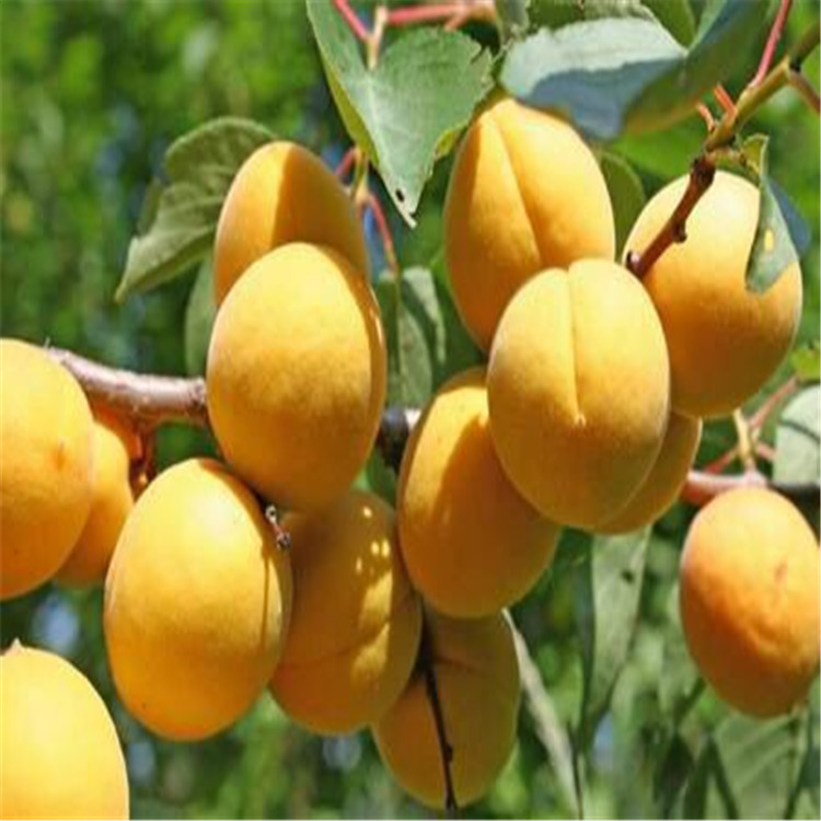 济宁短枝八达杏树苗亩产量多少绿化