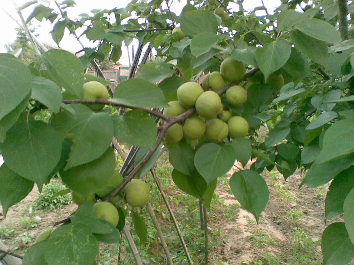 克拉玛依桃巴达杏树苗成活率高新品种
