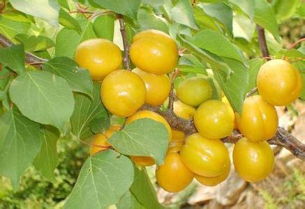 喀什红丰杏树苗一棵树产多少斤苗圃