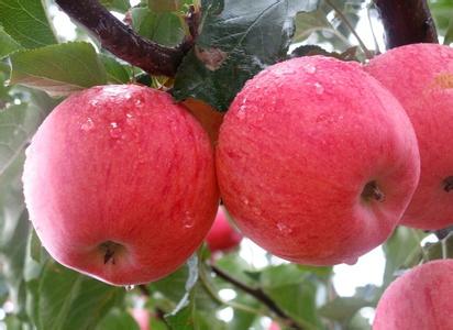 抚顺红富士苹果苗农科院培育基地果树