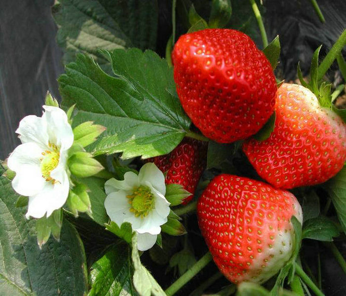 长沙达思罗草莓苗农科院培育基地果树