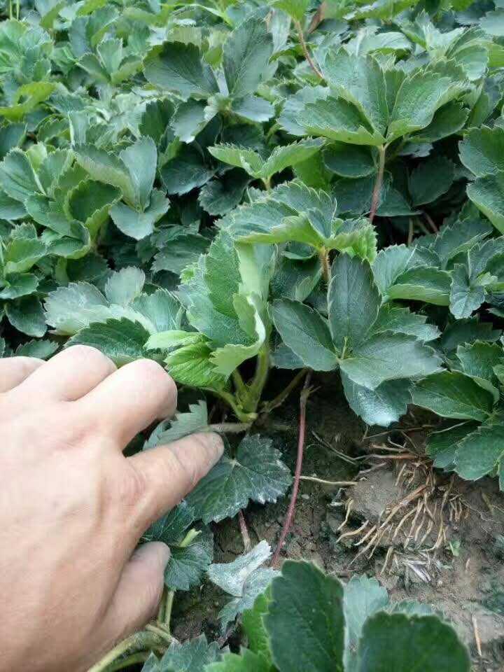 甘露草莓苗基地种植采购