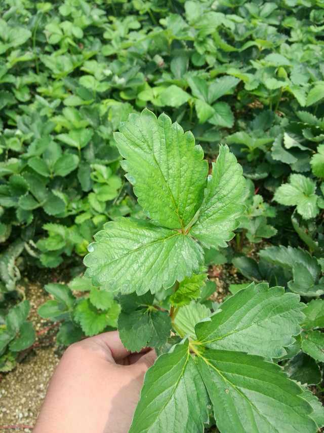 大兴天仙醉草莓苗易成活吗种苗