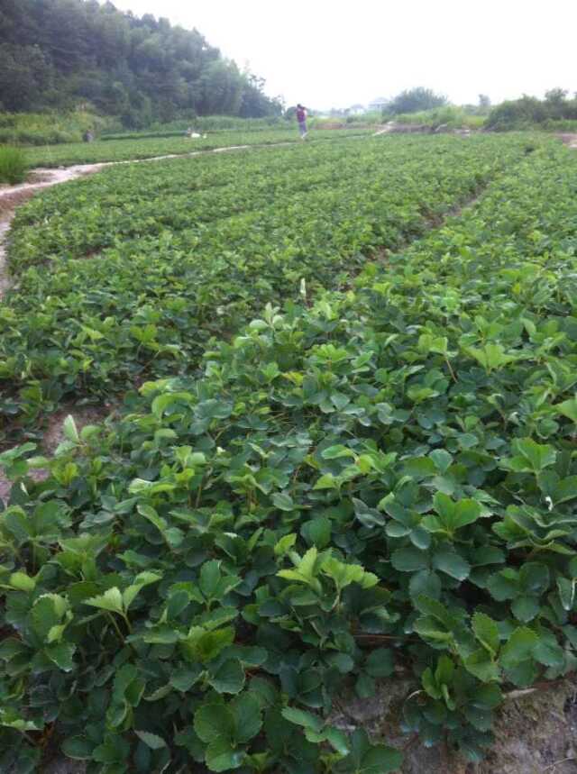 吐鲁番全明兴草莓苗一亩地种多少棵园林