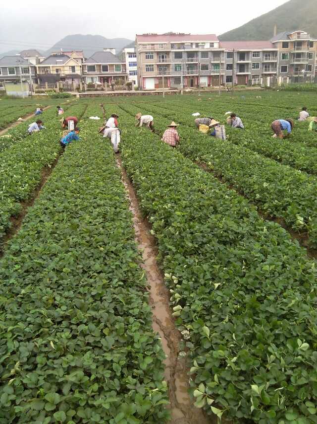 金昌咖啡草莓苗成活率高绿化