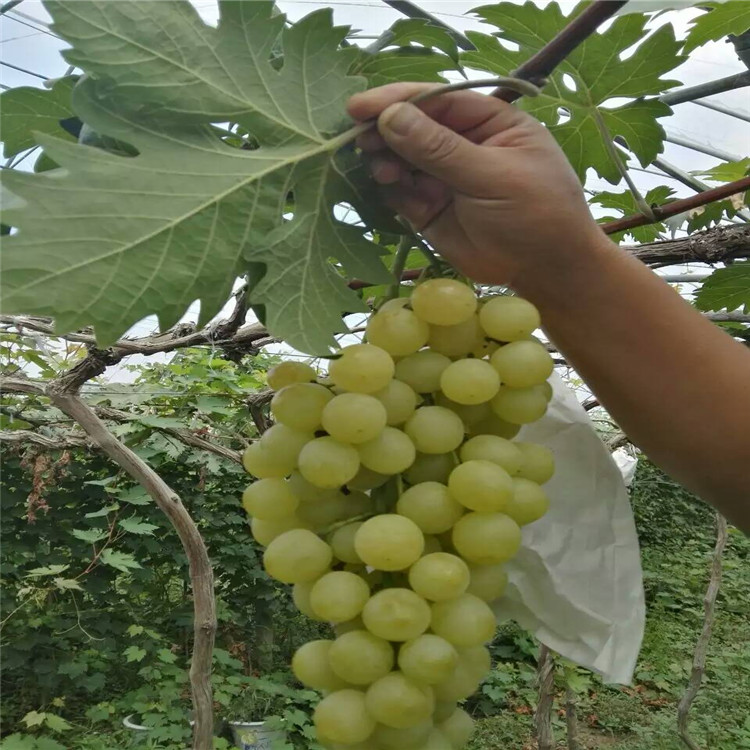 安康夏黑葡萄苗多少钱一棵果树苗